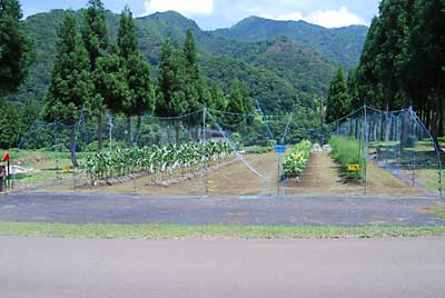 ようやく猿よけアミが完成しました。バンザーイ！！