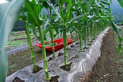 何ともぜいたくな野菜です。