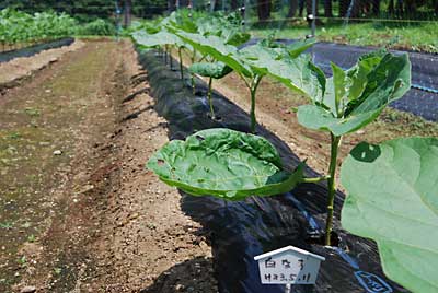 ナスの下葉の撤去と雑草取り、そして虫取りをしました。