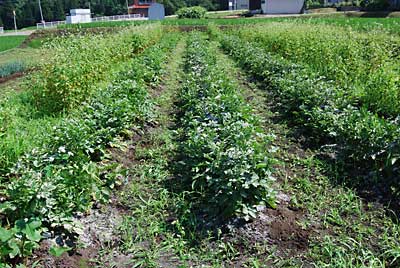 ジャガイモ畑の除草兼、土寄せです。