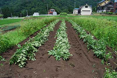 きれいになりました。おいしいジャガイモが出来そうな予感がします。