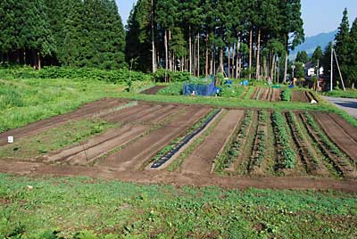 次は、猿用？さつまいも畑とそのまわりの除草です。