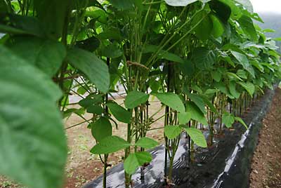 午前中は、「茶豆里心」の３段目をヒモで固定しました。