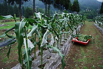 夕方、コーンＥＸの雄花の撤去と実に不織り布の袋を被せました。