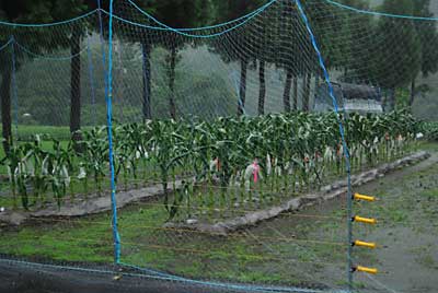 今日は、朝から雨が降ったり止んだりです。