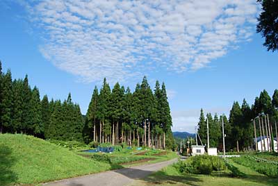 ようやく夏らしい青空になりました。