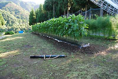 涼しいうちに枝豆畑の除草をバーナーでしました。