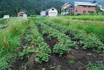 農園のジャガイモの試し掘りをしてみました。