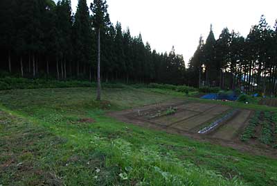 今日は、朝から草刈三昧でした。