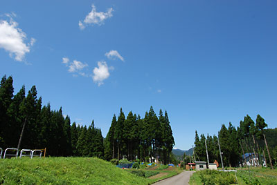 今日も朝から夏空が広がりました。