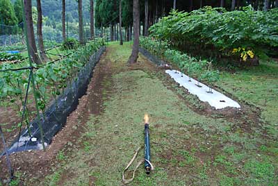 朝から神楽なんばん畑の除草をバーナーでしました。