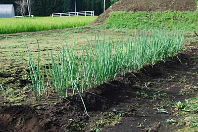 「日本海」の柔肌ネギが大きくなってきたので、定植することにしました。