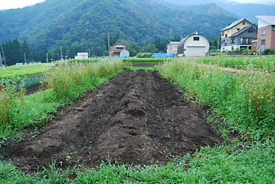 午後からジャガイモ掘りの続きをして、収穫が完了しました。