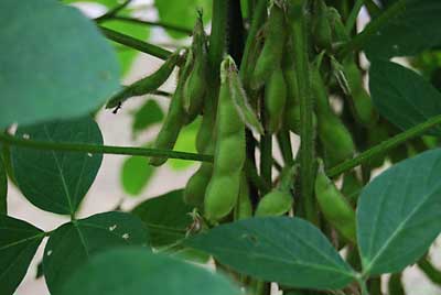 猿よけアミの中の「茶豆里心」です。