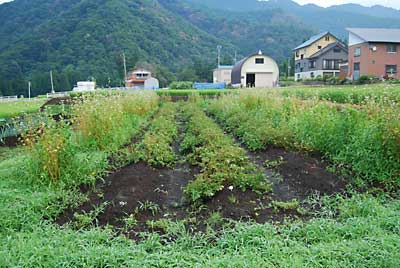 早朝からジャガイモ掘りをしました。