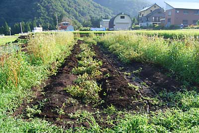 午前中、用事があったので１／３を残して作業を終了しました。