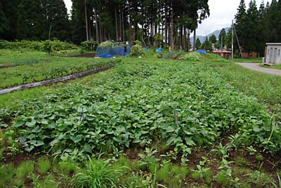 サツマイモ畑は草だらけです。