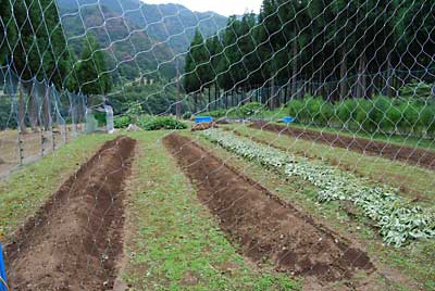 あまだまの畝立ての後、ついでに大根と白菜の畝も立てました。