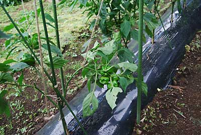 肝心の神楽なんばんの枝が風で折れそうになっていました。