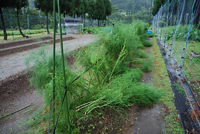 アスパラは、どうしようもない状態だったので手をつけませんでした。