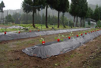 小雨模様で、絶好の定植日になりました。