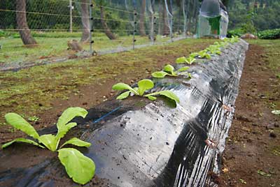 無事、定植が終了しました。