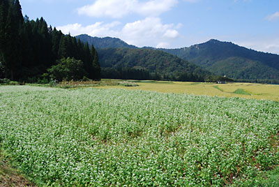 お隣の田んぼの蕎麦の花が満開できれいです。