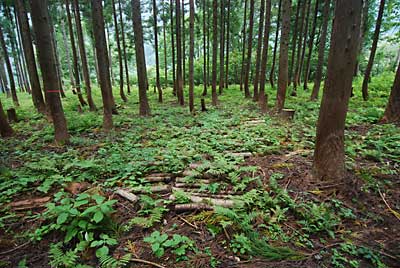 草でナメコのホダ木が見えなくなってしまいました。