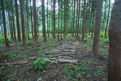 草刈が終わりました。