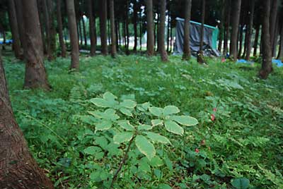 コシアブラ畑も草だらけになりました。