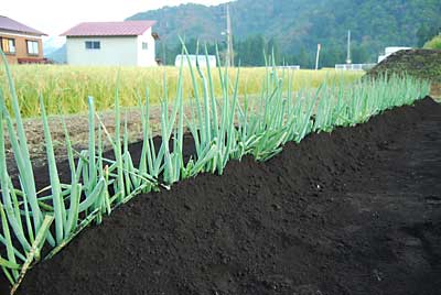 化学肥料を播いてから土寄せをしました。