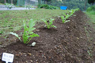 朝、大根の最終間引きと草取りをしました。