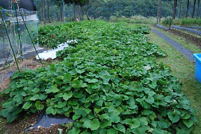 ネットの中のサツマイモの葉が凄いことになって来ました。