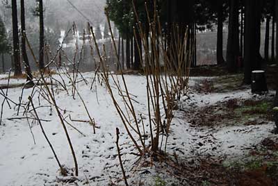 タラの木を収穫しなければ…。