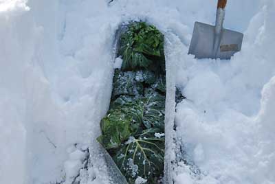 「あまだま」キャベツは、雪下でがんばっていました。