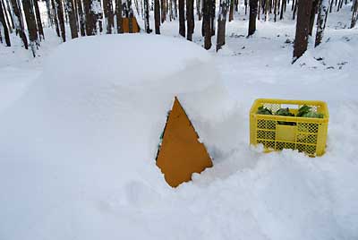 仮収穫した「あまだま」キャベツは、あと１ケ月、雪室に入れてさらに糖度を上げます。