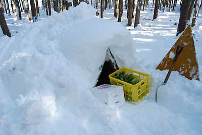 この雪室には、「あまだま」キャベツとジャガイモを入れました。