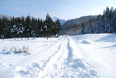 短期用の雪室に実験用にジャガイモを追加することにしました。