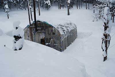 一晩で３０ｃｍくらい雪が積もったので午前中ハウスの除雪をしました。