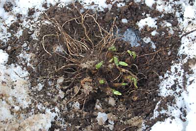 ２年前に成苗を植えたのですが、ずいぶん立派な株になりました。