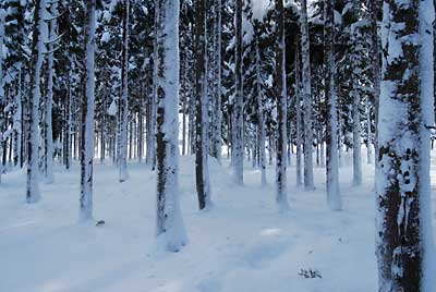 杉の木に雪が着いているので、かなりの吹雪があったことを物語っています。