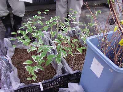 このハウスでは、ナルコユリや花木の研究をしていました。