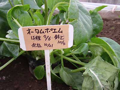 別のハウスでは、加温しない野菜の栽培実験をしていました。