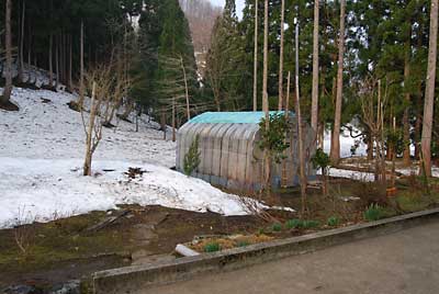 ハウスの屋根の高さまであった雪もずいぶん消えました。