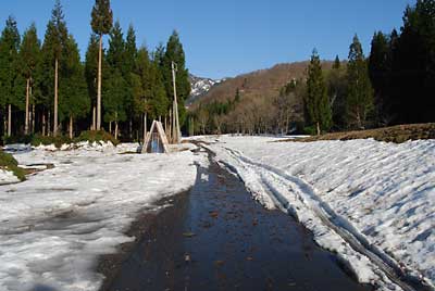 農園の畑に行く道路の雪が融けて、早くも山菜採りの車が入っていました。