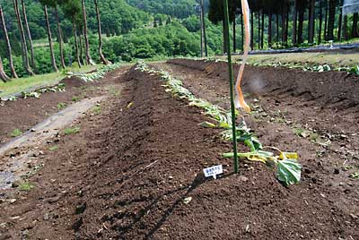 農園の主力にしたい安納３号は９１本定植しました。