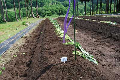 パープルスイートロード（甘い紫芋）は株間３０ｃｍで５４本定植しました。