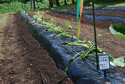 お試し用？に入っていたハマコマチ（干芋専用）を１０本定植しました。