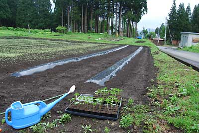 雨の合間を見て、ダッシュでワタの苗の定植をしました。