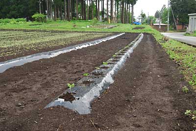 ワタの苗は、５８本定植しました。